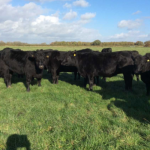 Buy ABERDEEN ANGUS CATTLE online