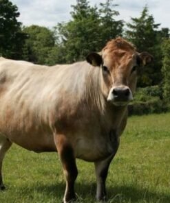 Buy AUBRAC CATTLE online