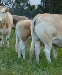 Buy BLONDE D’AQUITAINE CATTLE online