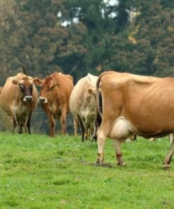 Buy JERSEY DIARY CATTLE online