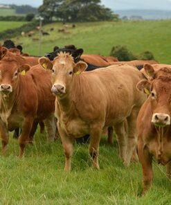 Buy LIMOUSIN CATTLE online