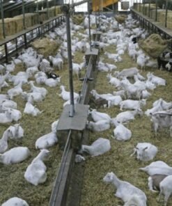 Buy LIVE SAANEN GOATS online