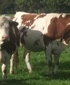Buy MONTBÉLIARDE CATTLE online