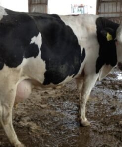 Buy PREGNANT HOLSTEIN HEIFERS AND OTHER DIARY CATTLE online