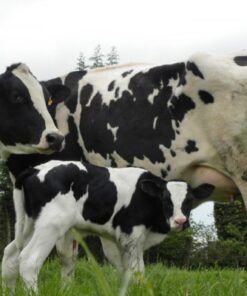 Buy PRIM’HOLSTEIN CATTLE online