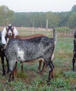 Buy PURE NUBIAN DAIRY GOATS online