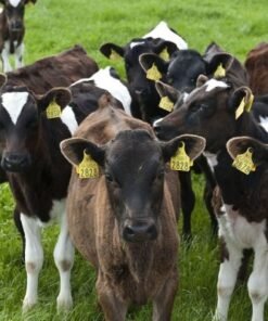 Buy WEANED CALVES online