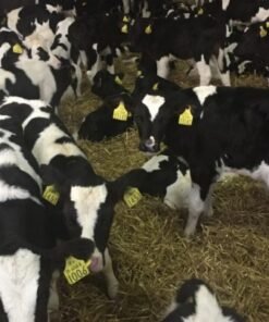 Buy WEANER CALVES online